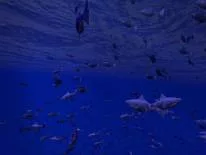 Truques de Be a Fish - VR Simulator para Android e iPhone